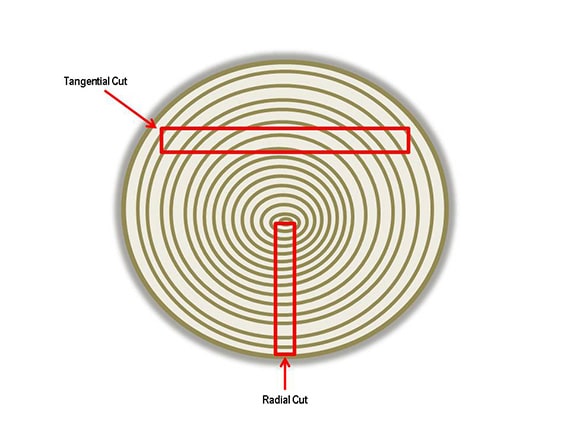 Diagram Tangential and Radial Cuts, 2015, The Strong, Rochester, New York, USA.