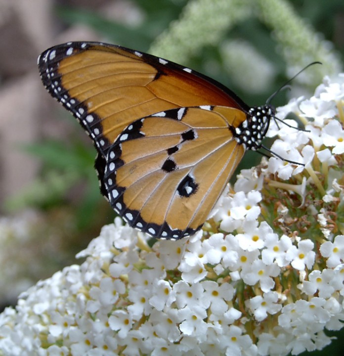 Close up of a Monarch butterfly resting on cluster of small white flowers.