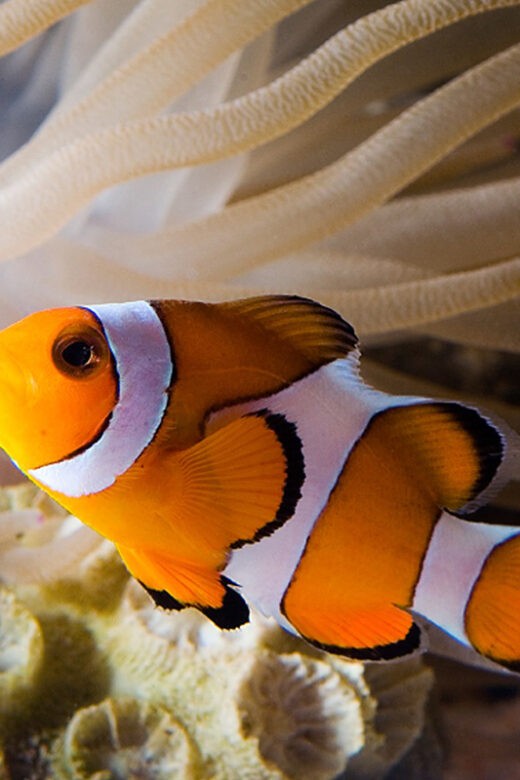 Clown fish