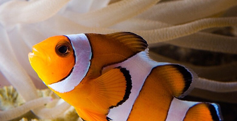 Clown fish