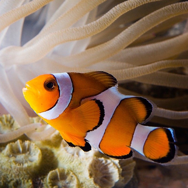 Aquariums at Rainbow Reef