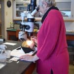 Darlene Gengelbach treating Shirley Temple under the microscope, 2017, The Strong, Rochester, New York