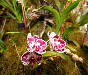 Orchids in Bloom