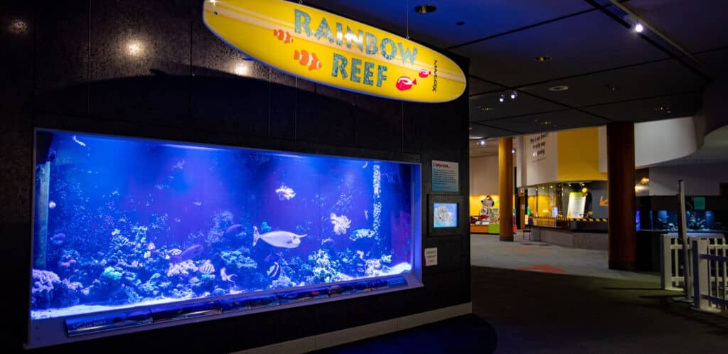 Rainbow reef aquarium