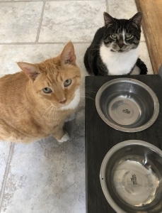 Otto and Alice lingering around the metaphorical water cooler. Courtesy of the author. 