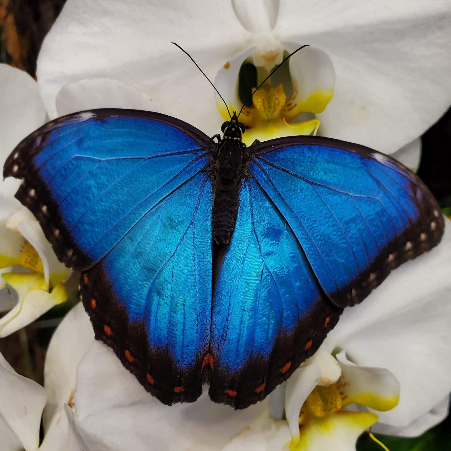 Morpho butterfly sitting on an orchid flower