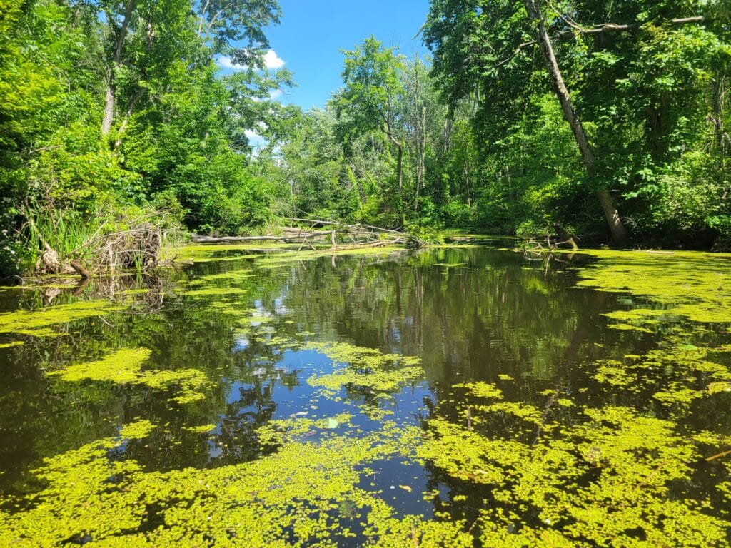 Narrow stream off of the Erie Canal, Fairport, New York. Photo by author