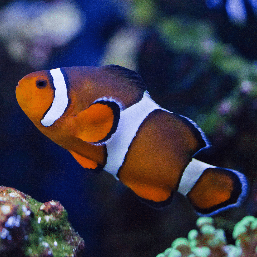 Clownfish in an aquarium