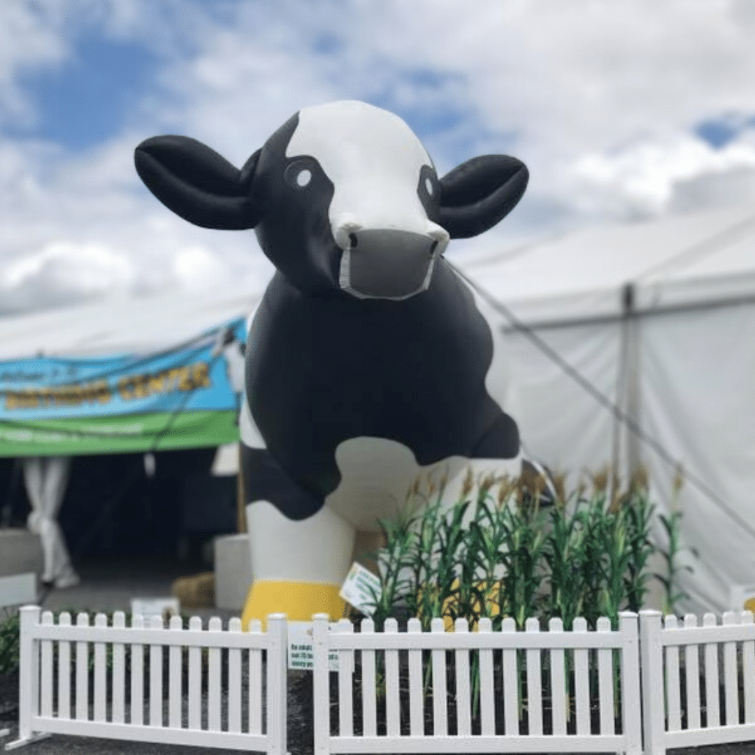 30-foot inflatable "Bertha" the cow.