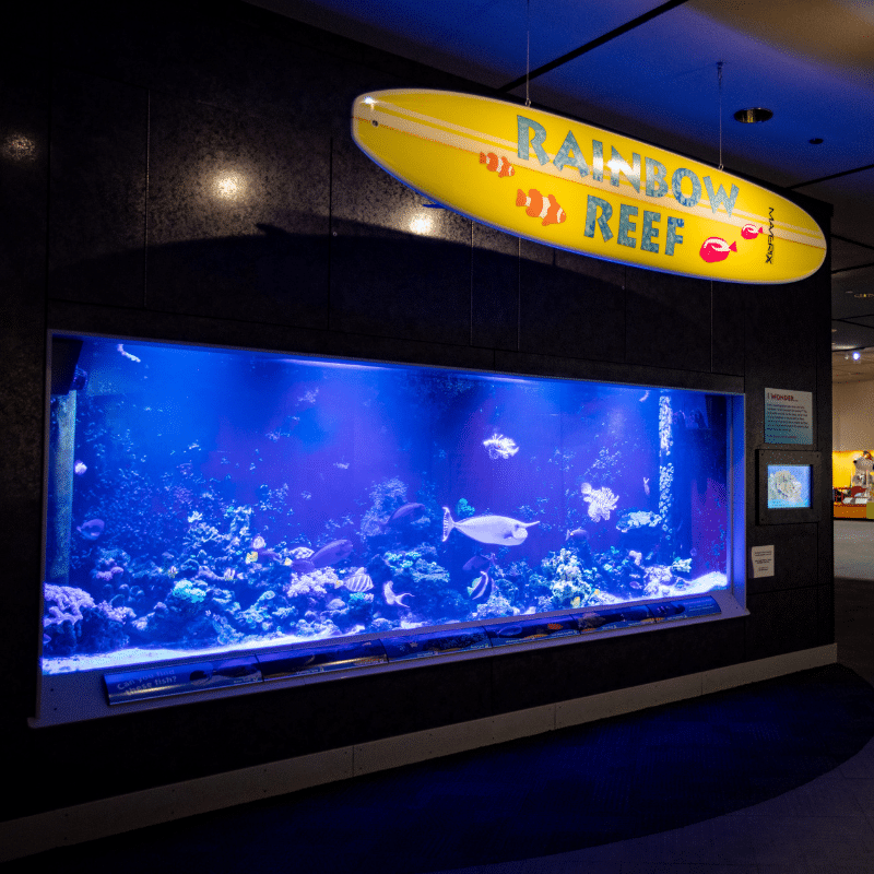 Photo of a large aquarium with a sign reading "Rainbow Reef" hanging above it.