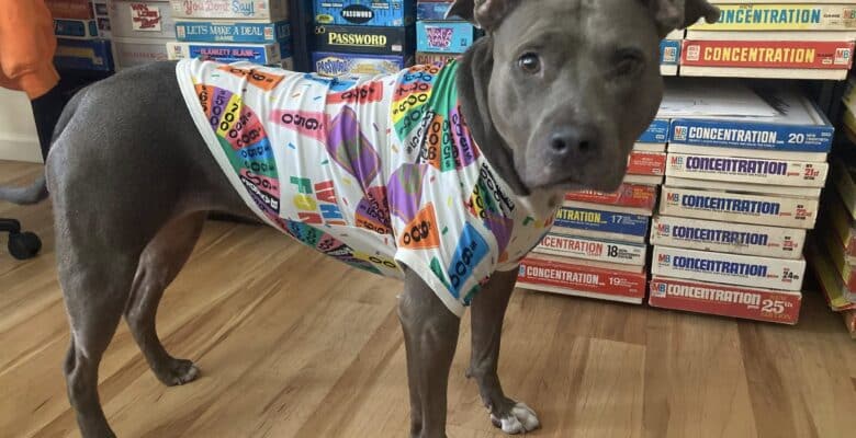 Dog with wheel of fortune shirt