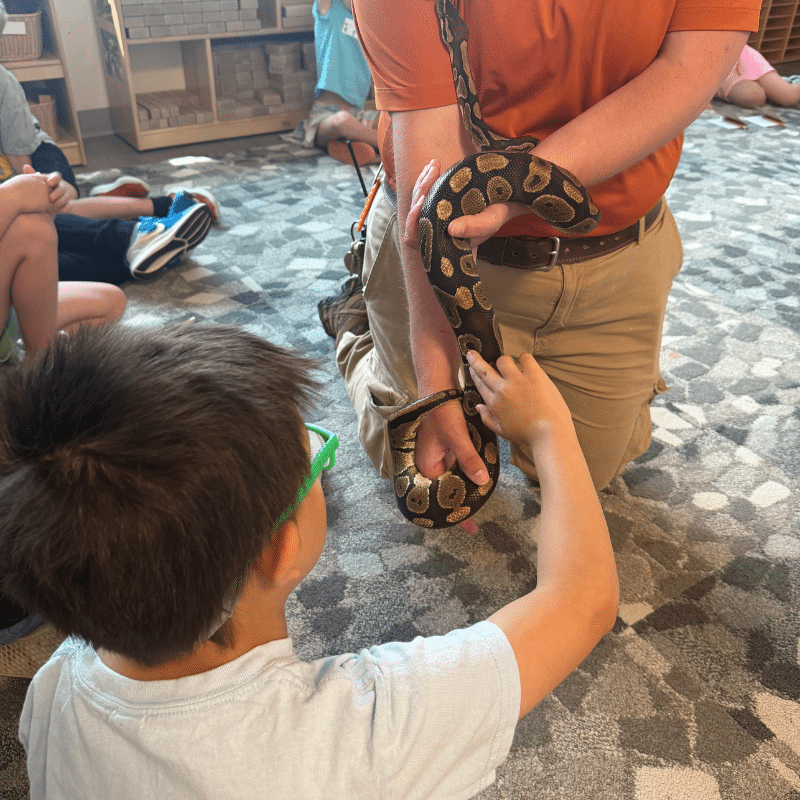 Summer camper petting a snake that is being held by The Strong's Live Collections expert